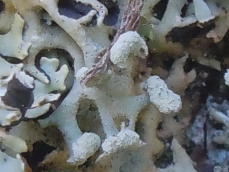 ...dalla Gallura 1
